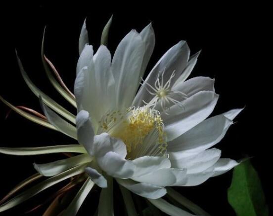 曇花什么時候葉插，以春季為主/擇兩年生健康老葉