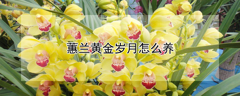蕙蘭黃金歲月怎么養(yǎng)