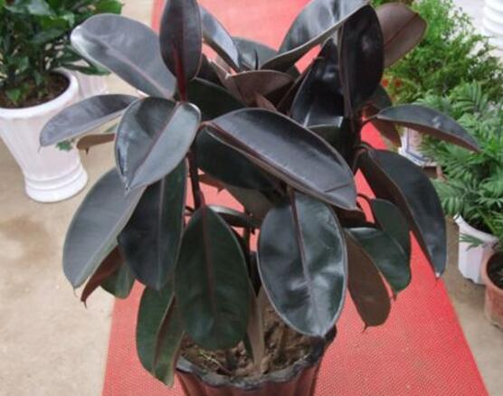 橡皮樹怎么修剪，橡皮樹修剪方法