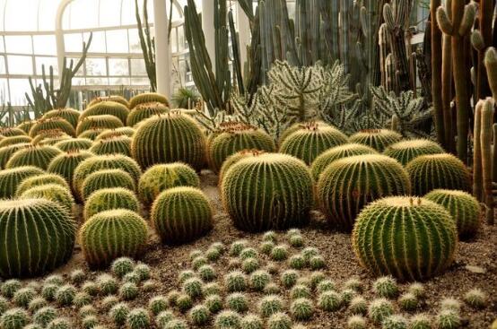 仙人掌適合在室內種植嗎，吸收二氧化碳、釋放氧氣/天然氧吧