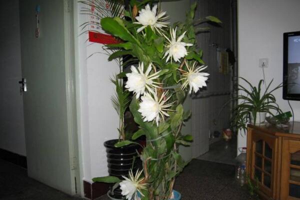 曇花如何修剪，曇花修剪5大要點(diǎn)