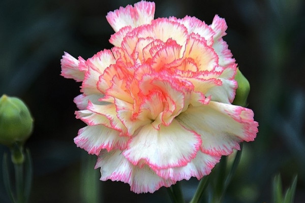 康乃馨小苗長(zhǎng)多大開(kāi)始打頂