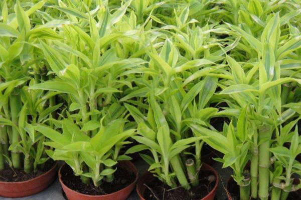 富貴竹能放臥室嗎，可以放在臥室