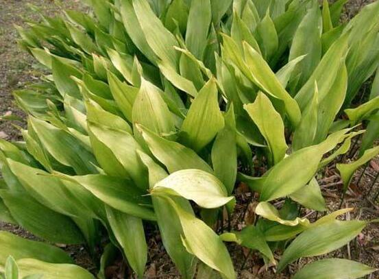 大葉萬年青有毒嗎，誤食會導(dǎo)致聲帶嘶啞、失明