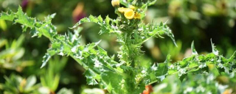 花葉滇苦菜是蒲公英嗎