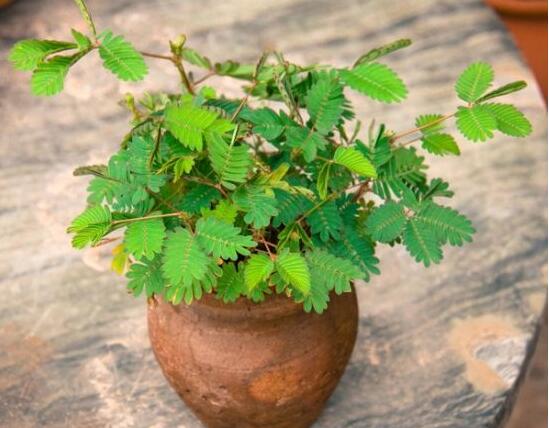 含羞草有什么功能，趣味性十足、預(yù)測天氣、凈化空氣