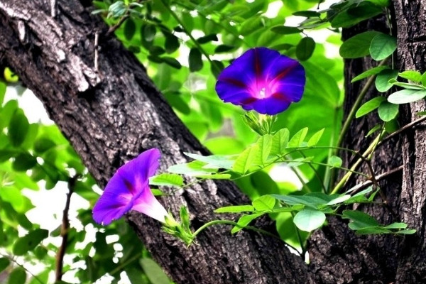 牽?；ㄈ~子的形狀特點