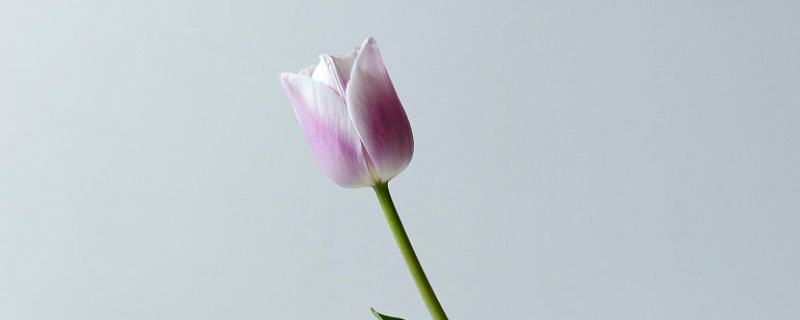 郁金香夏天有沒有辦法發(fā)芽