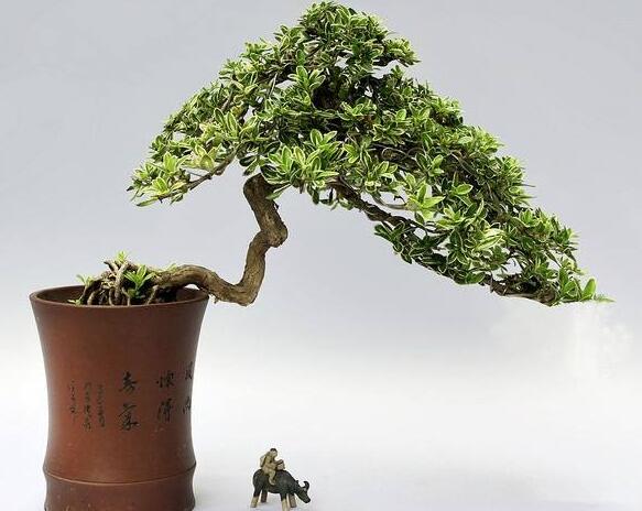 六月雪樹葉發(fā)黑怎么辦，找清原因及時救治（三種原因及解決方法）