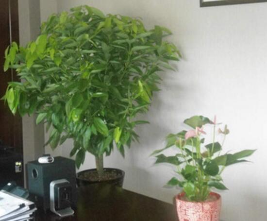 平安樹怎么繁殖，平安樹扦插方法圖解