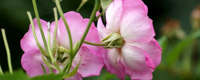 薔薇花能在室內(nèi)陽臺(tái)養(yǎng)嗎