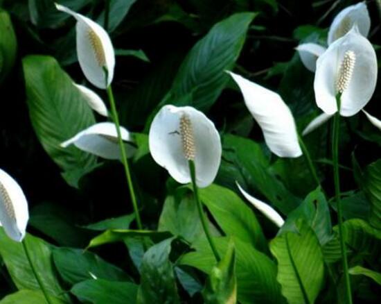 一帆風順花怎么養(yǎng)，一帆風順的養(yǎng)殖方法