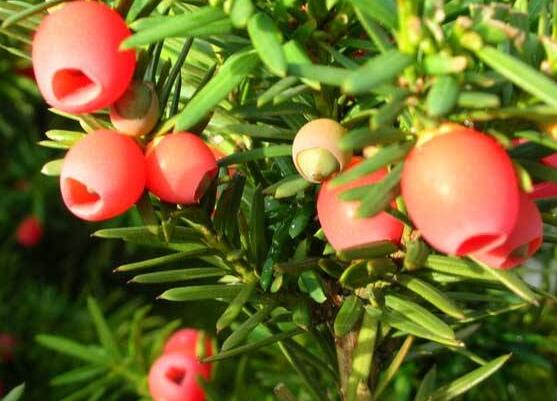 紅豆杉雌雄株怎樣分辨，教你最直觀簡單三種分辨方法