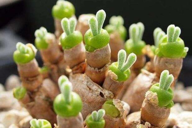 碧光環(huán)怎么繁殖，分播種和扦插兩種方法