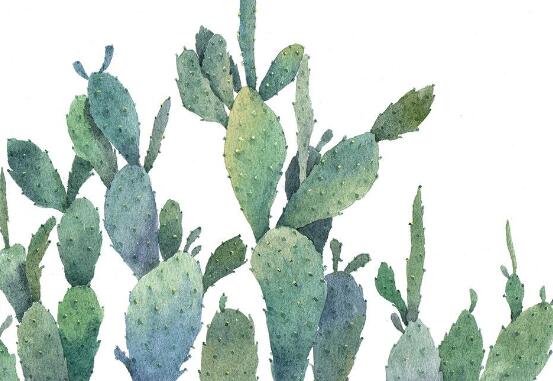 仙人掌適合在室內(nèi)養(yǎng)嗎，吸收輻射、釋放氧氣