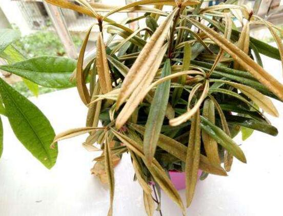 羅漢松葉子發(fā)黃怎么辦，羅漢松葉子發(fā)黃解決辦法