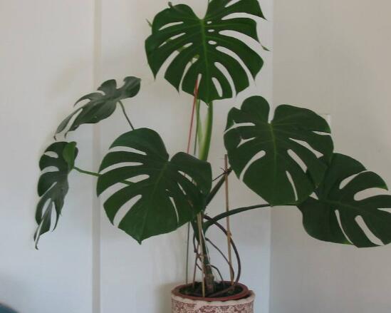 龜背竹晚上放臥室嗎，可以/凈化空氣、添福加壽、有利健康