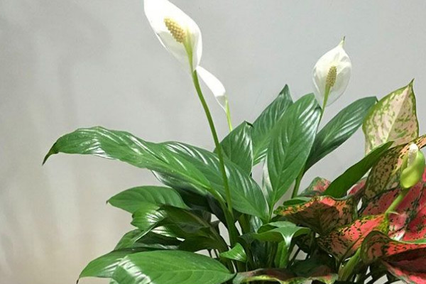 一帆風(fēng)順和白掌有什么區(qū)別