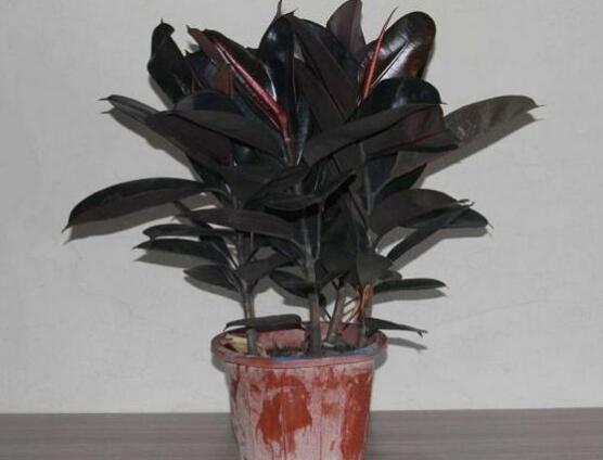 橡皮樹怎么修剪，橡皮樹修剪方法