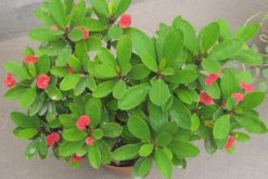 虎刺梅開花為何不紅了，可能是光照不足導致