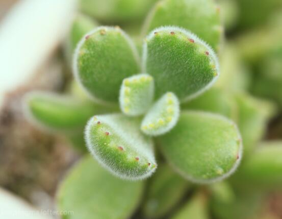 熊童子葉子發(fā)軟怎么辦，總結(jié)最實(shí)用三種解決方法