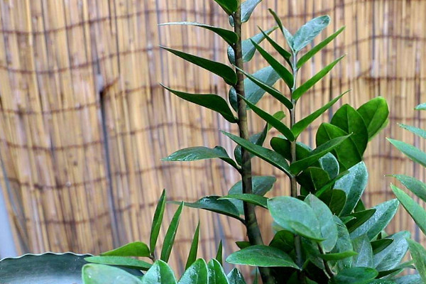 金錢(qián)樹(shù)冬天怎么養(yǎng)護(hù)澆水