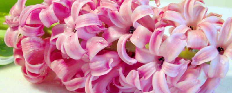 風(fēng)信子什么時(shí)候開(kāi)花