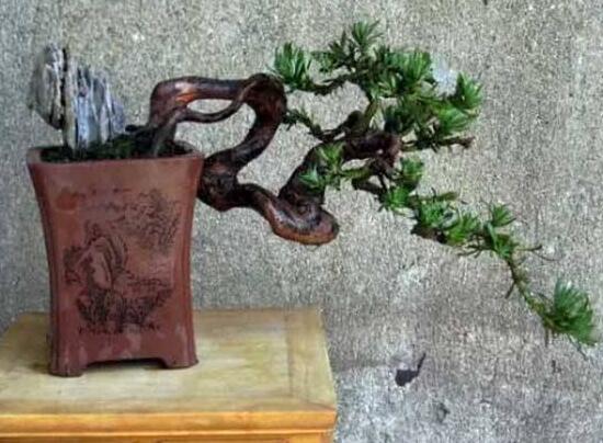 羅漢松施肥技巧，只需要五個步驟養(yǎng)的郁郁蔥蔥