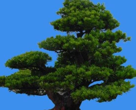 羅漢松風(fēng)水學(xué)和寓意，趨吉避兇，辟邪化煞