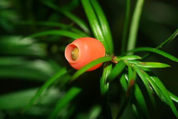 紅豆杉幾月份開花結(jié)果，春花秋熟（在春季開花秋季結(jié)果）