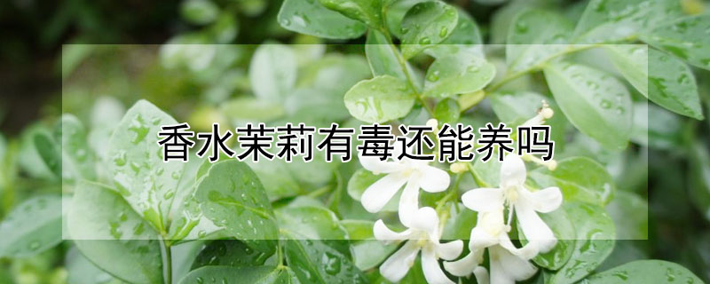 香水茉莉有毒還能養(yǎng)嗎