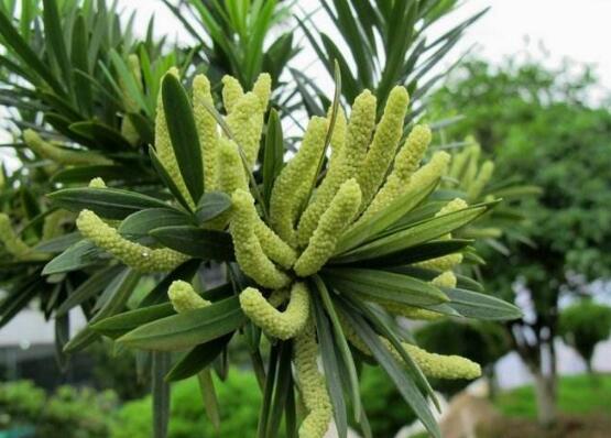 羅漢松會開花嗎，羅漢松開花三年一開