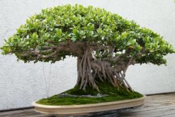 榕樹(shù)的養(yǎng)殖方法和注意事項(xiàng)，掌握這四點(diǎn)技巧讓你的榕樹(shù)挺拔蒼勁