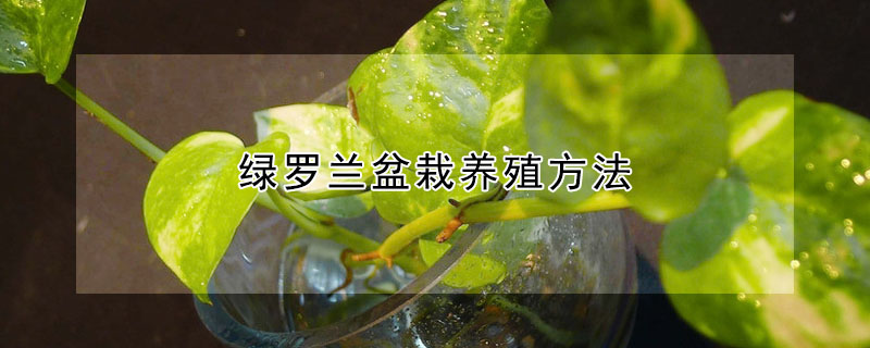 綠羅蘭盆栽養(yǎng)殖方法