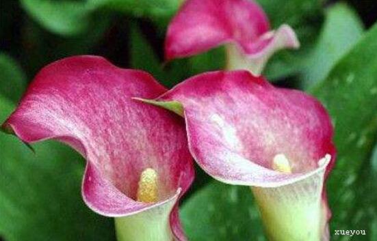 紅色馬蹄蓮花語，圣潔虔誠、永結(jié)同心、吉祥如意