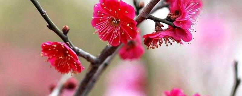 紅梅樹(shù)葉黃了什么原因