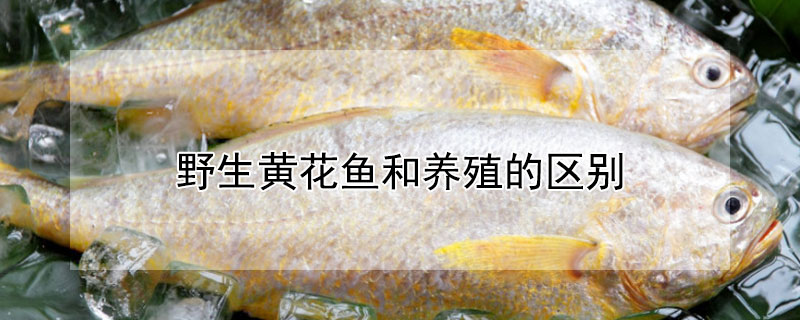 野生黃花魚和養(yǎng)殖的區(qū)別