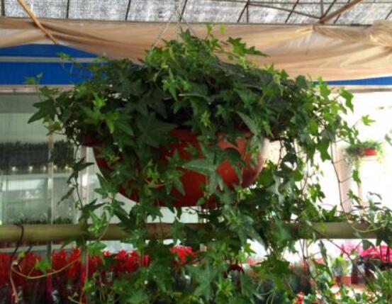 怎樣讓常春藤長(zhǎng)得快，教你六個(gè)要點(diǎn)生長(zhǎng)枝繁葉茂