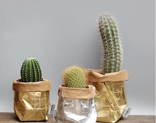 仙人球適合放在哪里，適合放在門窗口當(dāng)時(shí)不是放在東方