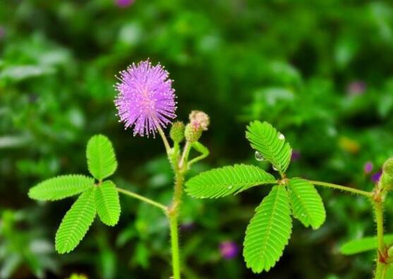 養(yǎng)含羞草對(duì)人體有害嗎，含有輕微的毒性/無(wú)害(放心養(yǎng)殖)