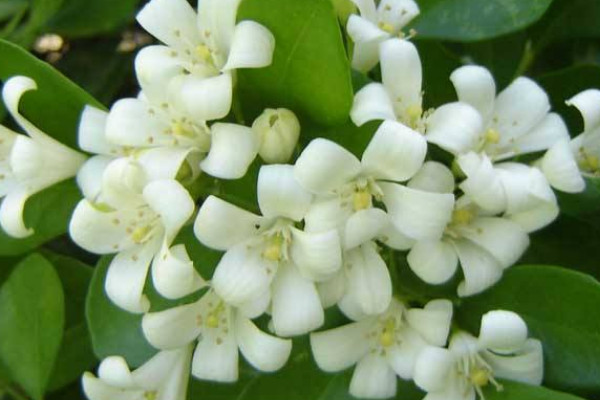 九里香是招陰樹(shù)嗎