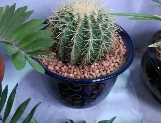 仙人球用什么土養(yǎng)好，兩份壤土兩份腐葉土三份粗沙進(jìn)行配置