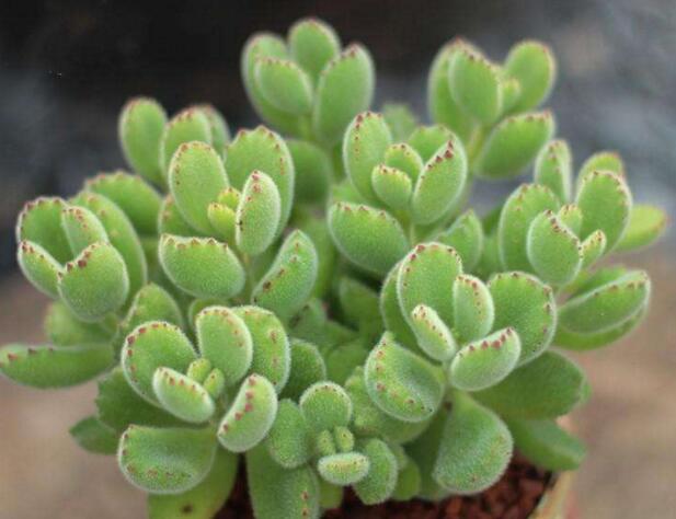 熊童子的種類，綠熊、白熊、黃熊三大種類