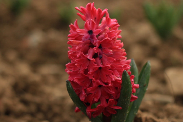 風(fēng)信子什么時(shí)候開(kāi)花