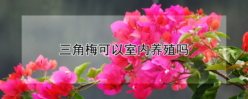 三角梅可以室內(nèi)養(yǎng)殖嗎
