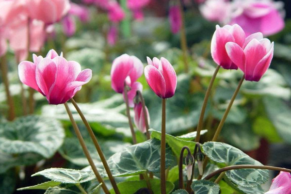 仙客來(lái)可以澆啤酒水嗎