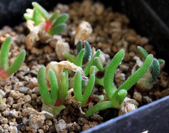 碧光環(huán)爛根怎么辦，兩種爛根防治方法/及時脫盆修剪消毒