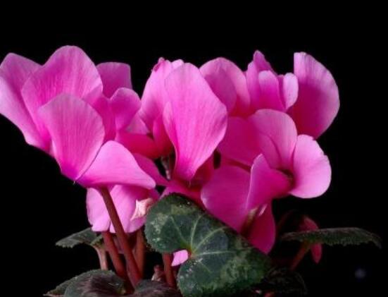 仙客來花期需施什么肥，做好薄肥少施原則(磷鉀肥為主)