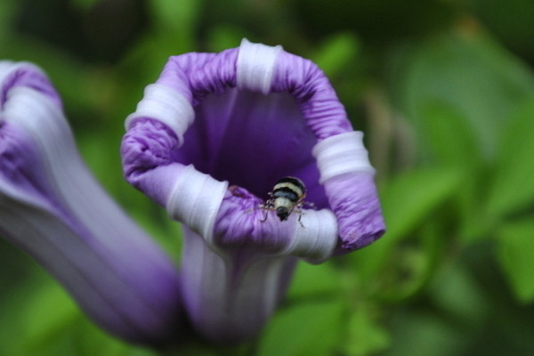 牽牛花枯葉了明年還會(huì)開嗎