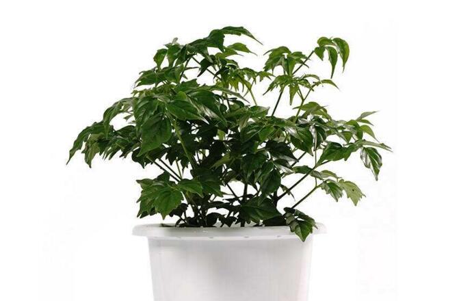 幸福樹(shù)的養(yǎng)護(hù)，栽種土壤和水份的施加都要注意